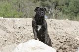 CANE CORSO 432